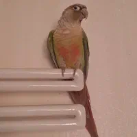 گرینچیک چهار ماهه|پرنده|اندیشه, اندیشه فاز ۵|دیوار