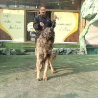 واگذاری سگ سرابی|سگ|کرج, آتشگاه|دیوار