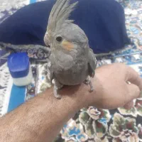عروس هلندی