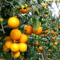 باغچه-هزار-متری