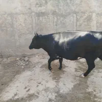 گوساله ماده پلوار
