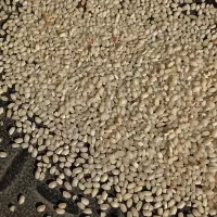 برنج گرده ،آش،زنجان،ماهنشان|عمدهفروشی|زنجانرود, |دیوار