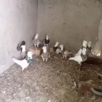 کبوترفروشی|پرنده|چابهار, |دیوار