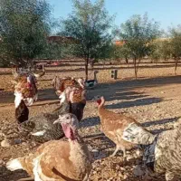 بوقلمون نژاد بوربون در نی ریز