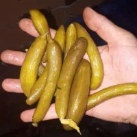 خیارشور وکیوم|خوردنی و آشامیدنی|بروجرد, |دیوار