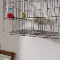 4عدد قناری|پرنده|نسیم‌شهر, |دیوار