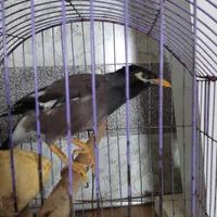 مینا باهوش اهلی و ازاددر خونه