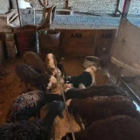 با سلام بره نرو ماده