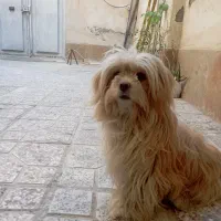 واگذاری سگ شیتزو