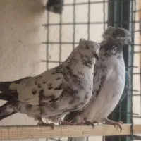 کفتر سوسگی پرشی