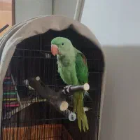 سگ وشاه طوطی|سگ|زاهدان, |دیوار