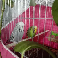 مرغ عشق انگلیسی گریدA