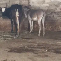 خر فروشی گاوی