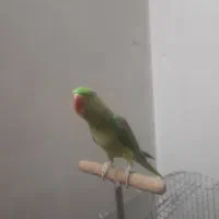 شاه طوطی|پرنده|قرچک, زیبا شهر|دیوار