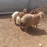 گوسفند و بره نر برای قربانی|حیوانات مزرعه|اردبیل, |دیوار