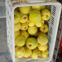 به،بهی درجه یک