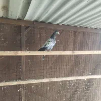 یه جفت جوجه