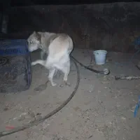 توله سگ تربیتی خانگی