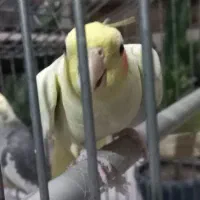 عروس هلندی مولد
