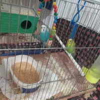 مرغ عشق|پرنده|کرمانشاه, |دیوار