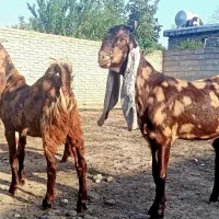 پلنگی‌آخرجنس‌برای‌اصلاح‌نژاد‌ دانه‌ای ۱۸۰۰۰،۰۰۰|حیوانات مزرعه|گنبد کاووس, |دیوار