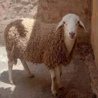 بره نرینه قلم آبی بزغاله کاور شیشک تقلی میش ضمانتی