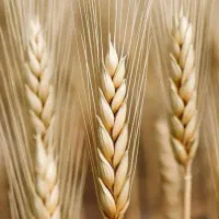 گندم بذری آبی