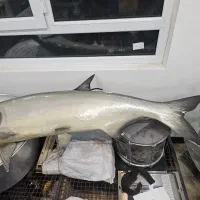 ماهی فایبرگلس|مجسمه، تندیس، ماکت|تهران, مختاری|دیوار