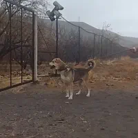 سگ فروشی|سگ|اسکو, |دیوار