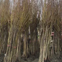 نهال گردوی دو ساله و سه ساله اصلاح شده