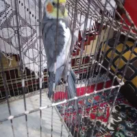 طوطی عروس سخنگو|پرنده|بندر امام خمینی, |دیوار