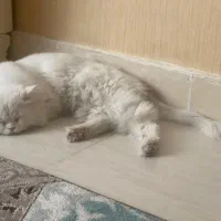 گربه نر برای جفت گیری|گربه|ارومیه, |دیوار