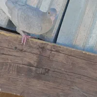 نقره ای پلنگ|پرنده|کرمان, |دیوار