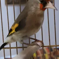 سهره کرمانی یک وجبی کشیده جوجه سال