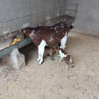 بز پاکستانی جوان جنس عالی تازه زاییده دو قلو