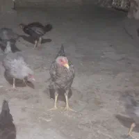 مرغ و خروس|حیوانات مزرعه|زاهدان, |دیوار