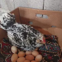 فروش تخم مرغ گلین|حیوانات مزرعه|بروجرد, |دیوار