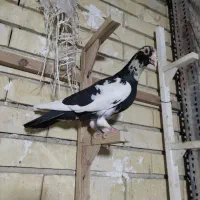 سه عدد پلاکی خوب قیمت مناسب فقط تماس