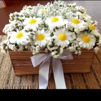 گل شمع|گل و گیاه طبیعی|مشهد, توس فردوسی|دیوار