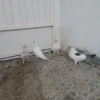 کبوتر سفید