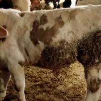 گاو نر|حیوانات مزرعه|صحنه, |دیوار