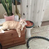 واگذاری گربه خانگی