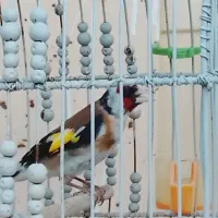 سهره جوجه قفس نر
