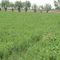 یونجه فروشی تمام گل