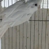 عروس نر آماده جفت