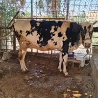 بزه گاو برای فروش برای اطلاعات بیشتر تماس بگرید|حیوانات مزرعه|مسجد سلیمان, |دیوار