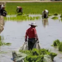 برنج دم سیاه اصل