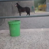 اسب عرب