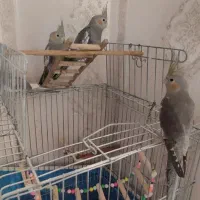 عروس سینامون ۳ماهه|پرنده|قم, زنبیل آباد|دیوار