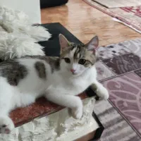 گربه میکس پرشین ودی اس اچ